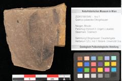 Foto (Objekt + Etikett) von Quercus palaeoilex Ettingshausen (NHMW-GEO-2024-0188-0945)